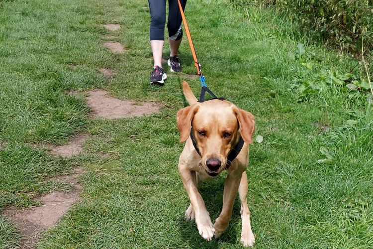 Dog walking 2