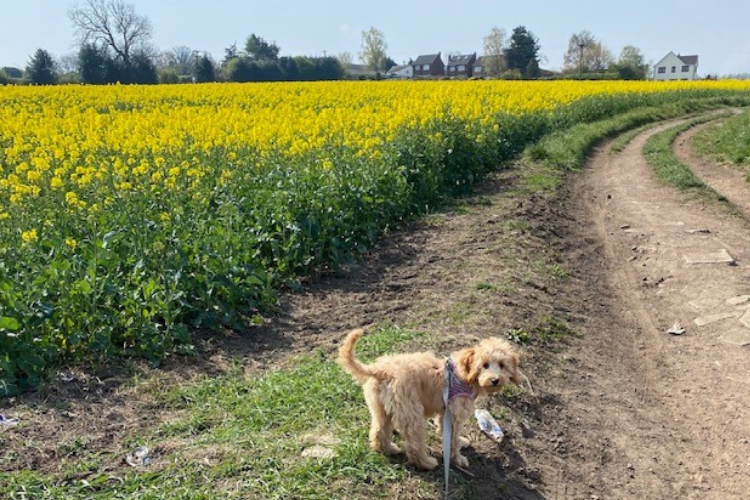Dog walking 4