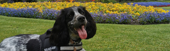 Healthy Tip: Give your heart a four-legged friend