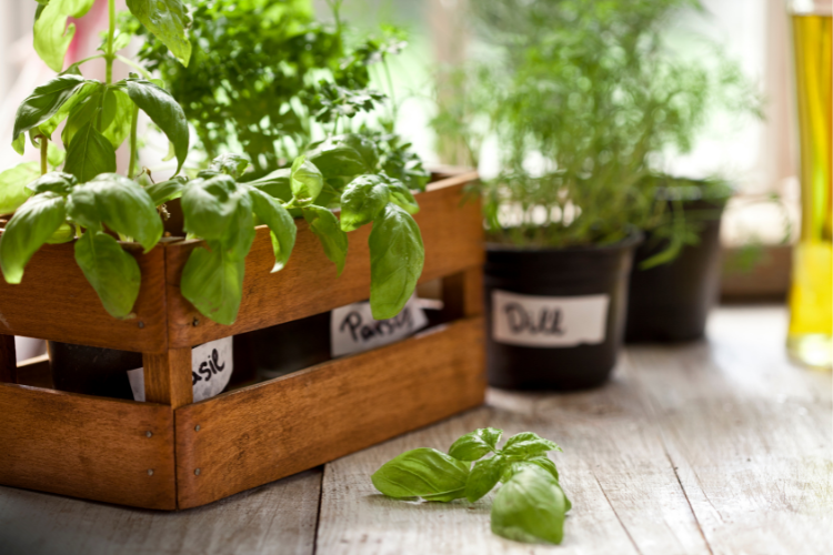 Gardening 2 growing herbs indoors