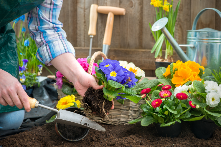 Gardening main planting flowers in the garden