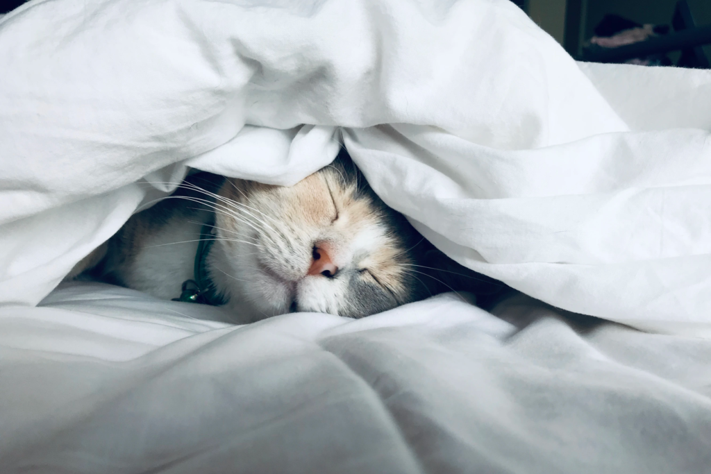Cat asleep in bed